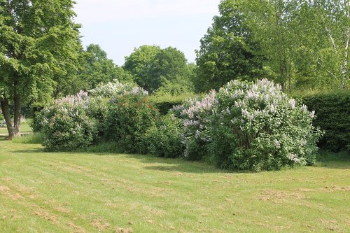 landscape  meadow