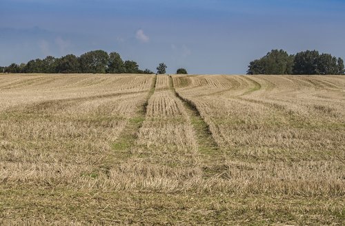 landscape  field  summer