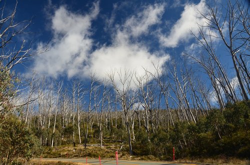 landscape  tree  nature