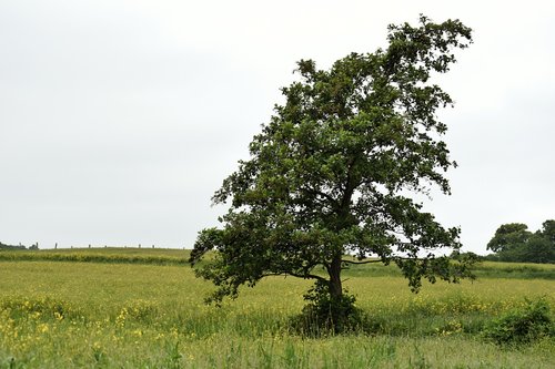 landscape  tree  spring