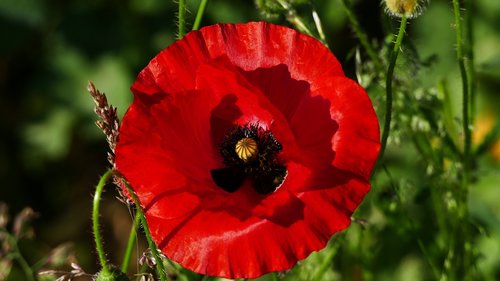 landscape  nature  poppy