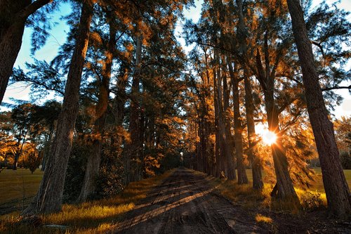 landscape  autumn  forest