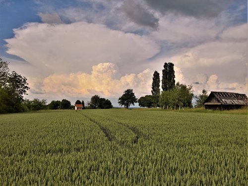 landscape  nature  wheat