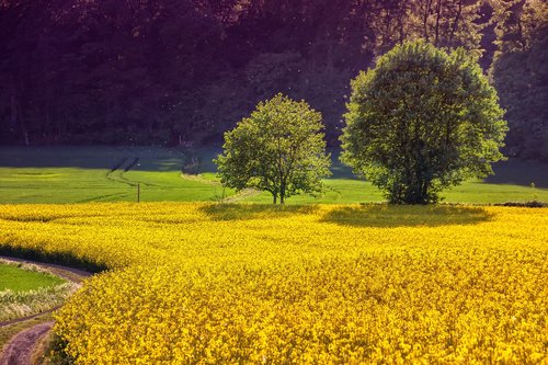 landscape  field of rapeseeds  oilseed rape