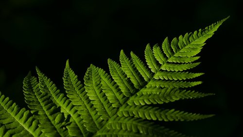 landscape  nature  fern