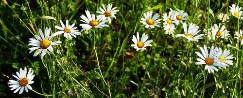 landscape  nature  meadow