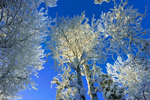 landscape  tree  sunshine