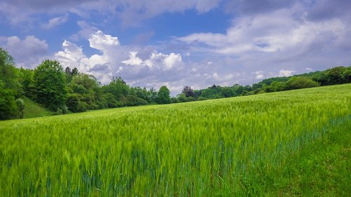 landscape  field  arable