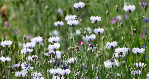 landscape  nature  meadow