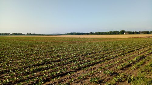 landscape  agricultural land