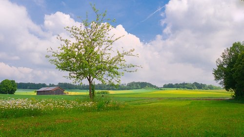 landscape  meadow  trees