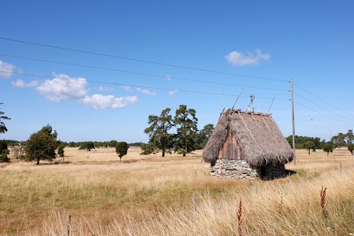 landscape  grass  summer