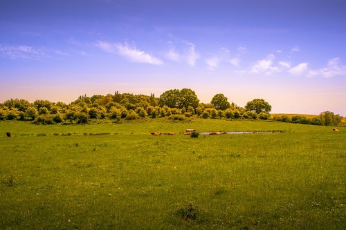 landscape  meadow  nature