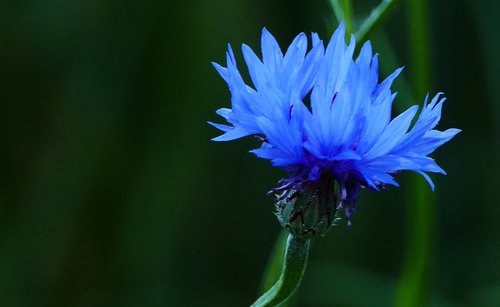 landscape  nature  cornflower