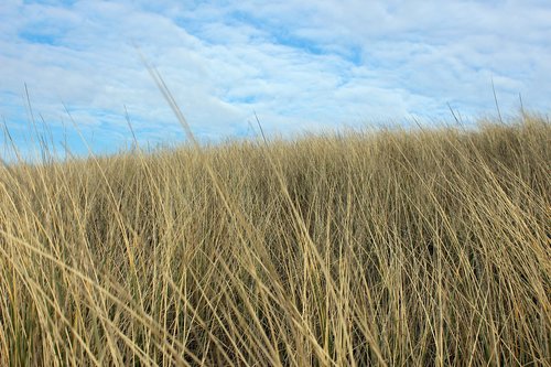 landscape  dune  north sea
