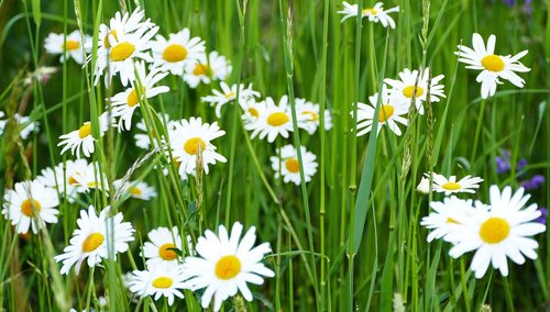 landscape  nature  daisies