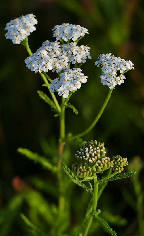 landscape  nature  flower