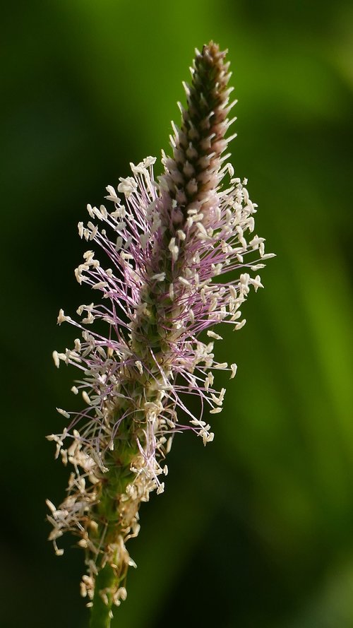 landscape  nature  plantain