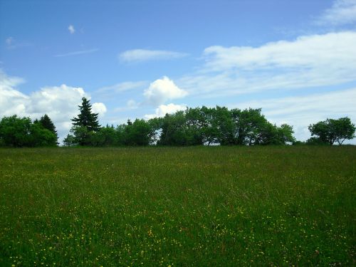 landscape flower meadow trees