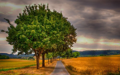 landscape  nature  cornfield