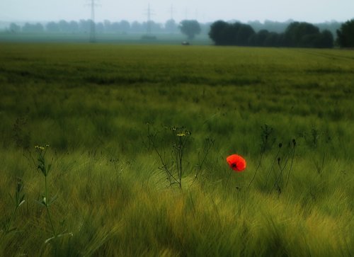 landscape  poppy  nature