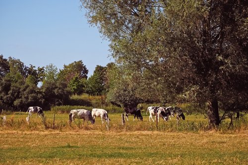 landscape  cows  cattle