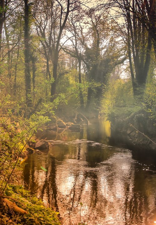 landscape  foggy  bach