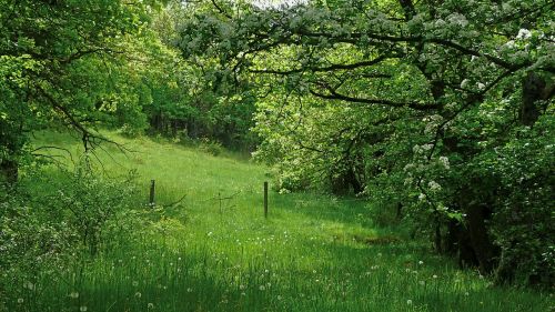 landscape nature field