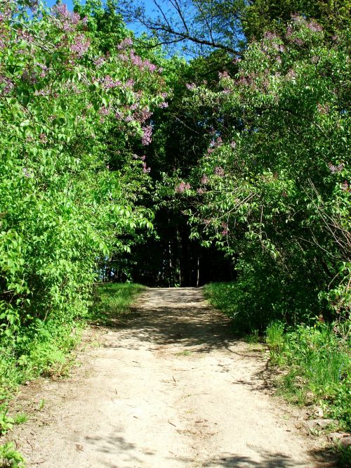 landscape nature bloom