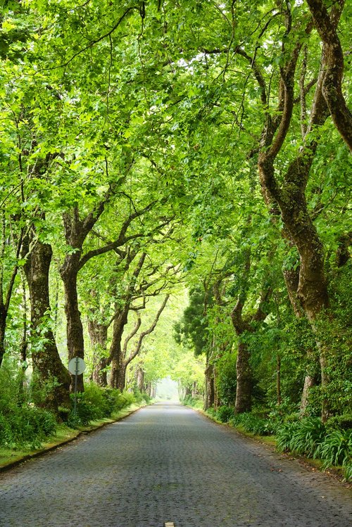 landscape  road  nature