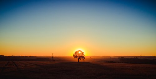 landscape  tree  sunrise