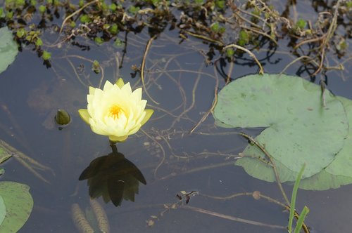 landscape  natural  flowers