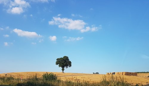 landscape  tree  nature