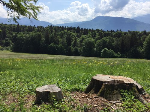 landscape  mountain  trees