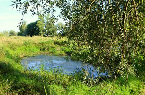landscape  pond  the taj
