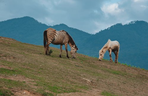 landscape  mountain  nature