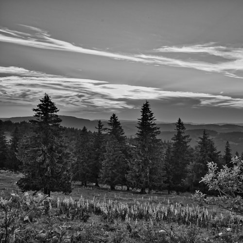 landscape  sw  black and white