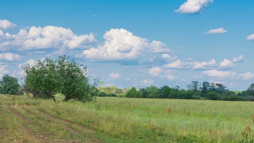 landscape  forest  trees