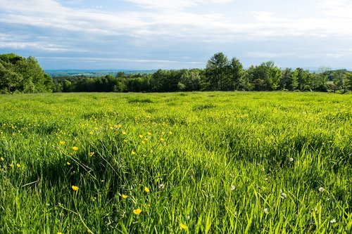 landscape  field  nature