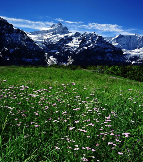 landscape  field  bloom