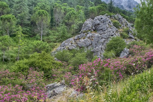 landscape  flowers  nature