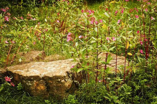 landscape  flowers  nature