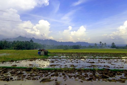 landscape natural rice field