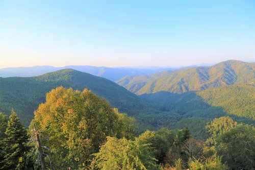 landscape  forest  nature