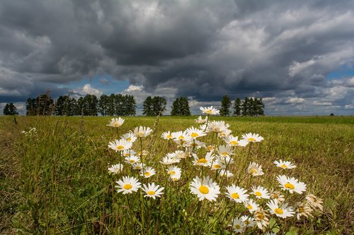 landscape  chamomile  flowers