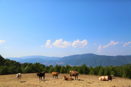 landscape  cattle  animal
