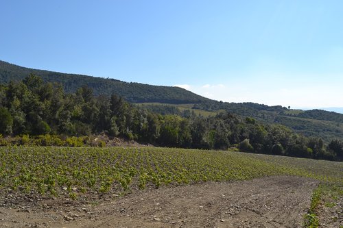 landscape  vineyard  hill