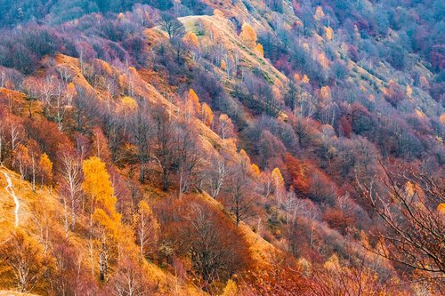 landscape  mountains  forest