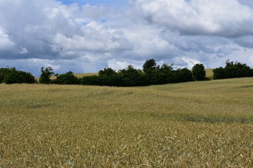 landscape  field  corn