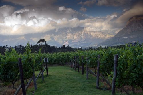 landscape mountains vineyard
